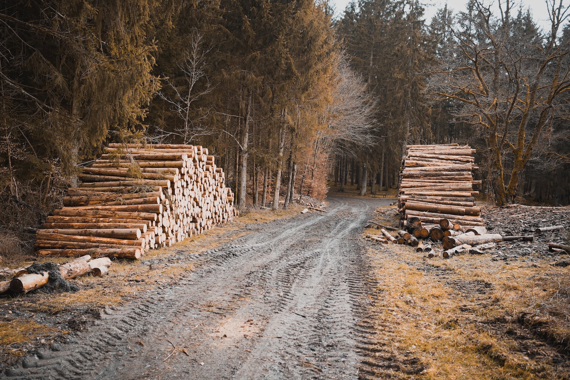 Batterie da scarti legno lidea geniale di una startup