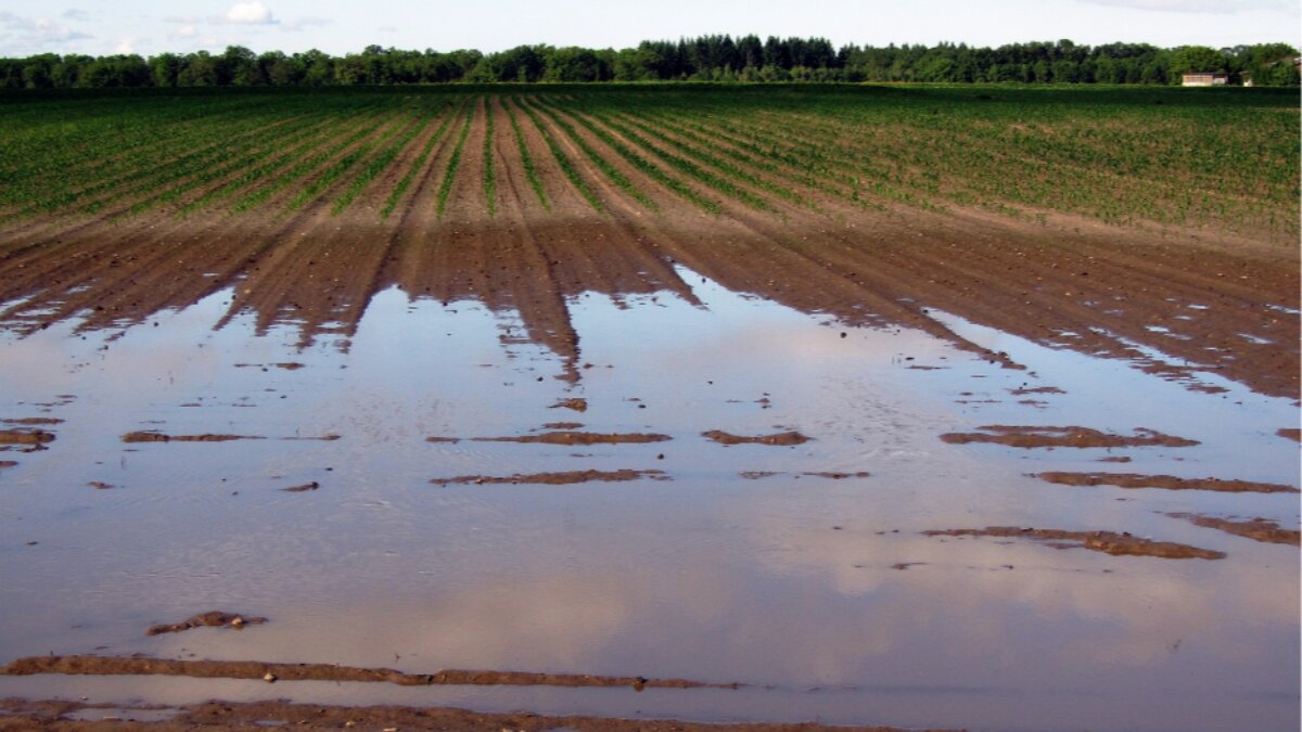 Emilia Romagna e indennita di disoccupazione agricola i pe